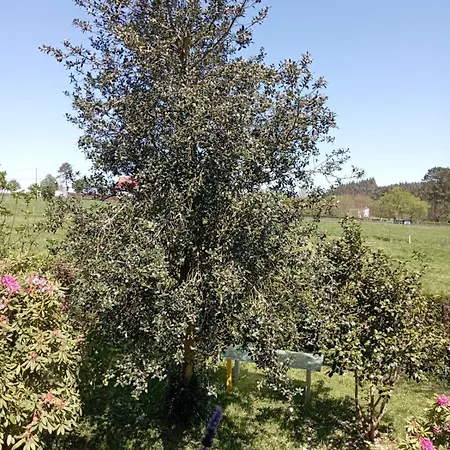 A Casa Do San Paio De Buscas ゲストハウス Ordes