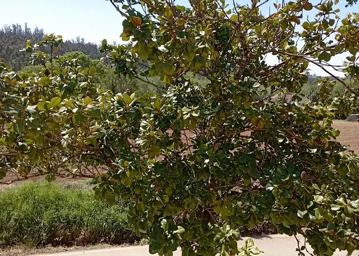 A Casa Do San Paio De Buscas *